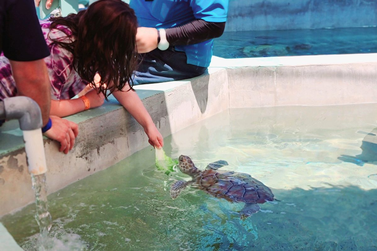 turtle