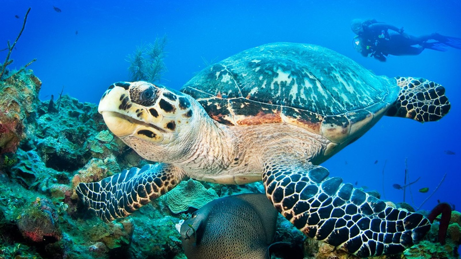 0be6f81a-9e9f-432b-927d-7dccac5829ae