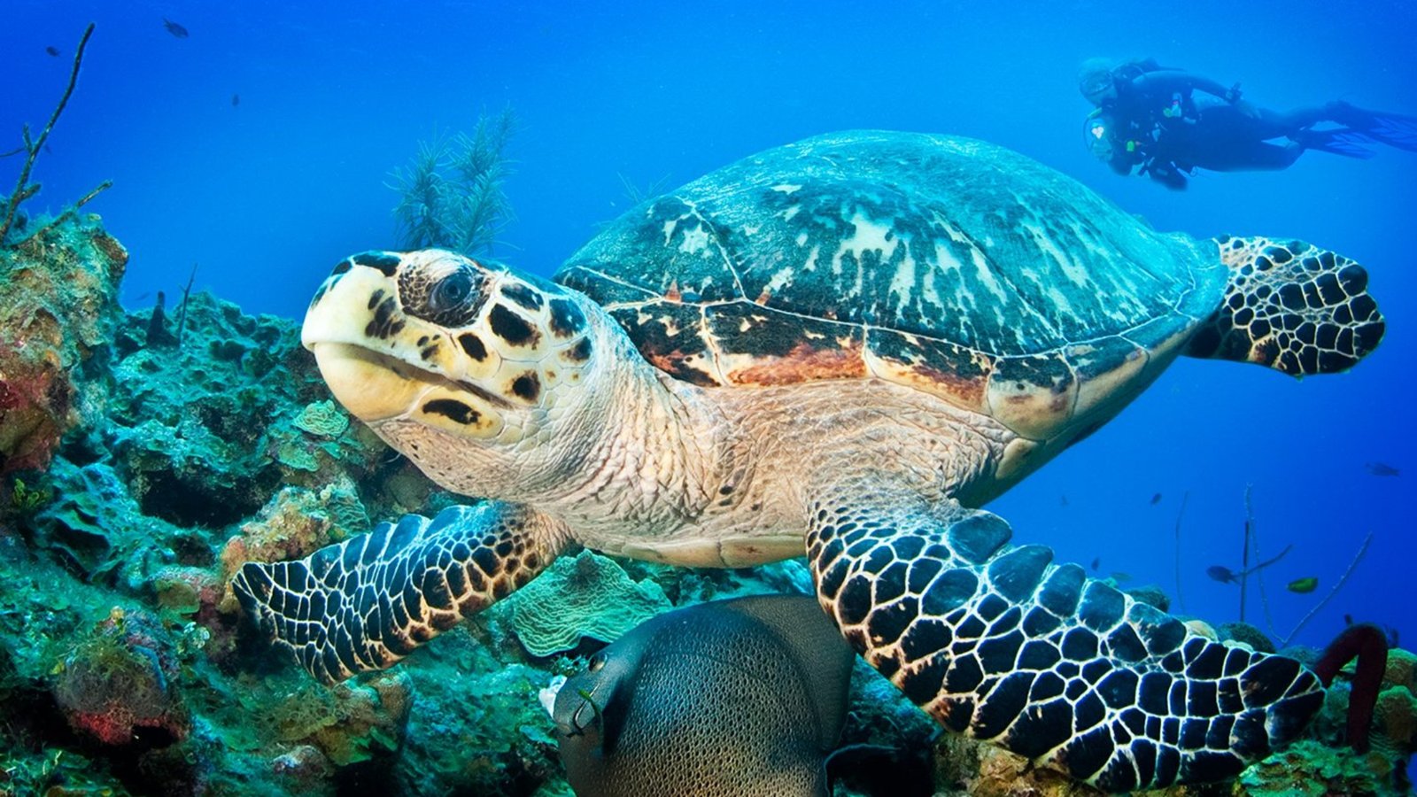 0be6f81a-9e9f-432b-927d-7dccac5829ae