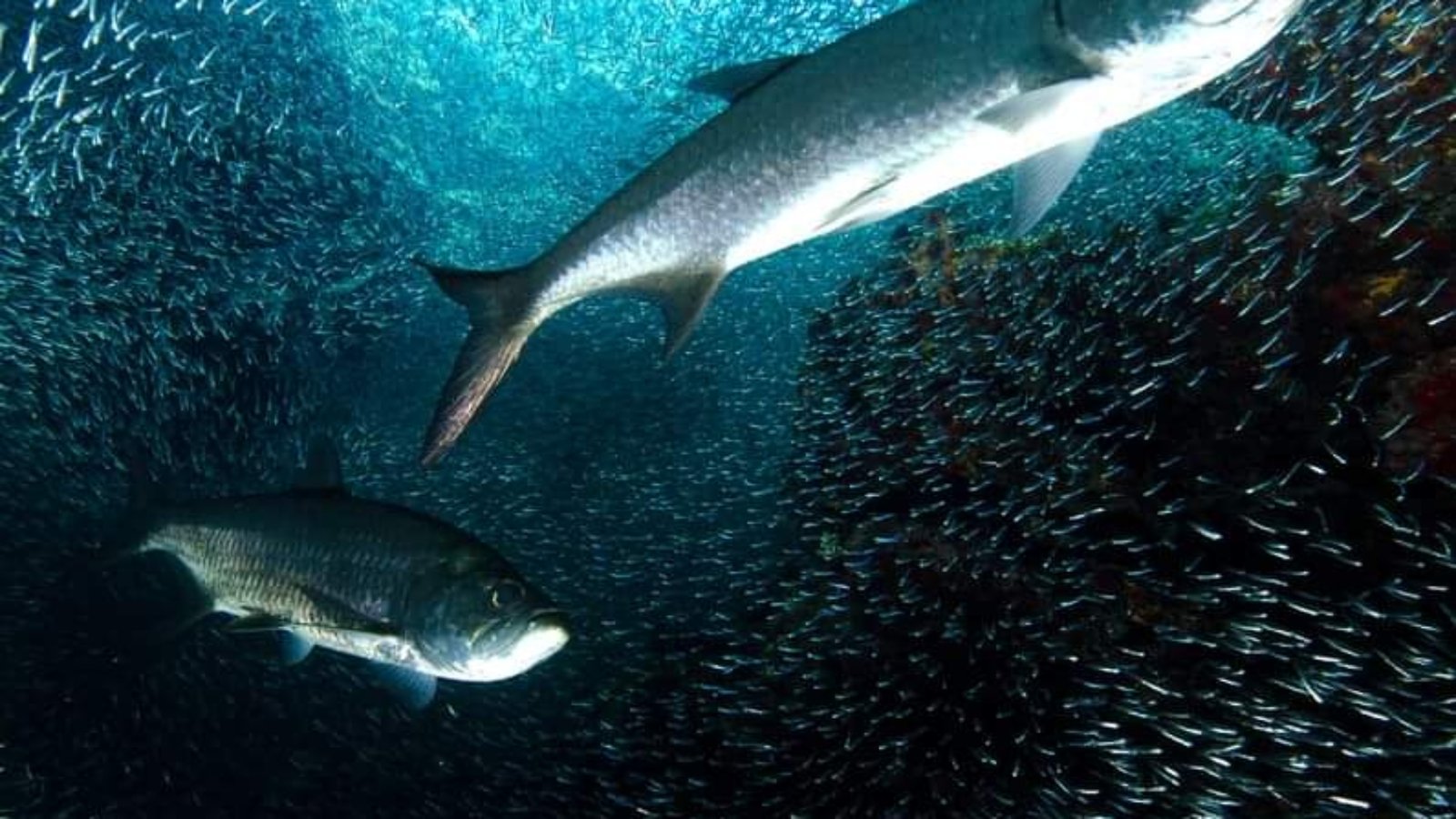 2a36fc98-7f0a-4a54-a305-4eaa5e65f6e6