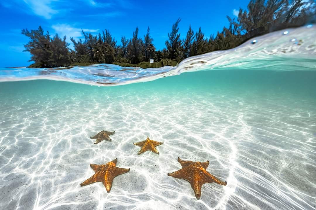 Orange starfish resting in shallow clear water at Starfish Point Grand Cayman