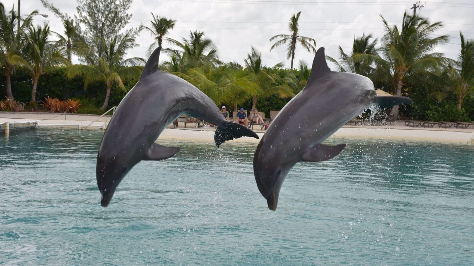 EXPLORE - Dolphins - dolphin Swim