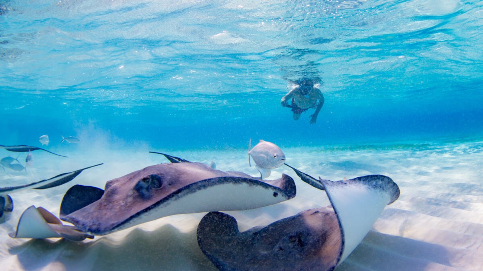 Tourists exploring Cayman coastline on paddleboards