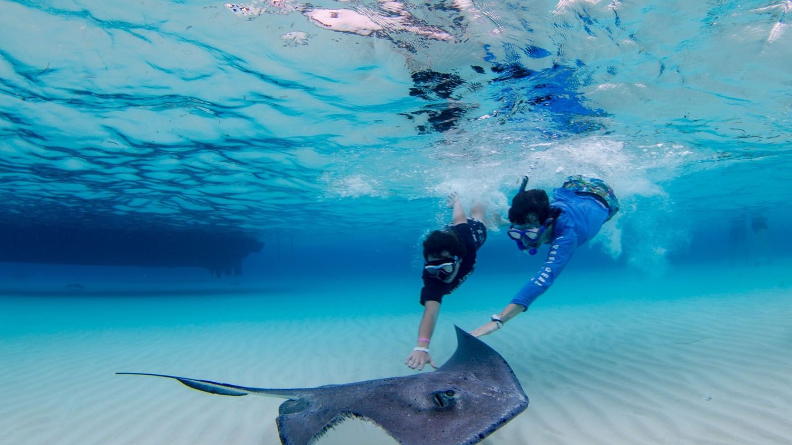 Underwater shot of Cayman reef with diverse sea life