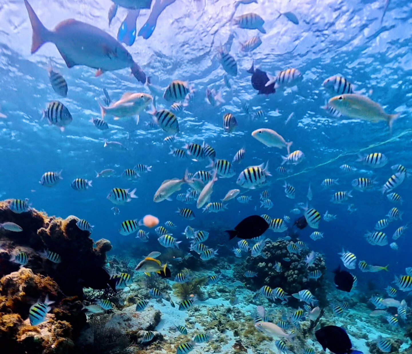 Colourful reef fish over the shallow reef near Rum Point Grand Cayman