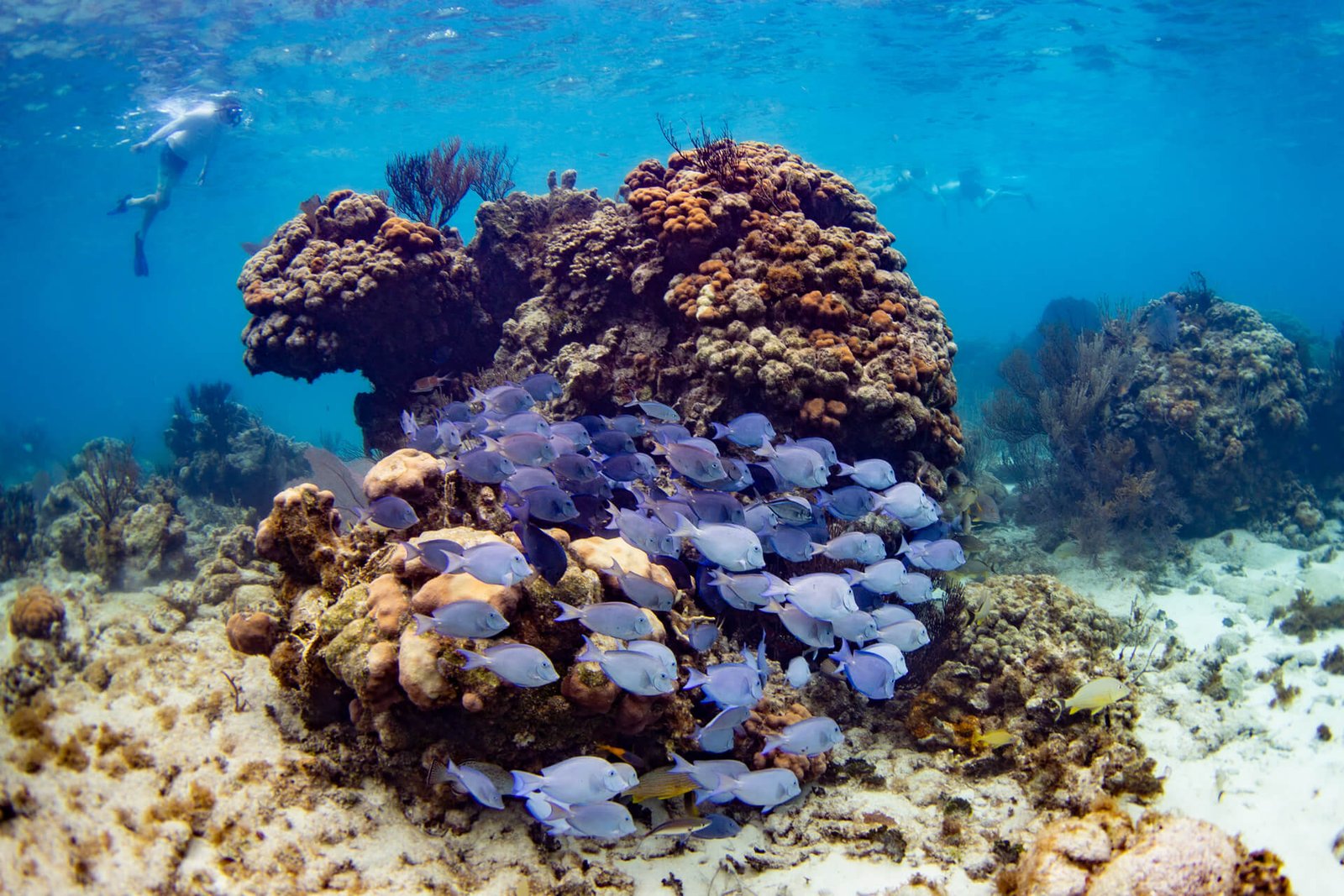 Vibrant coral formations seen during a Grand Cayman snorkeling tour