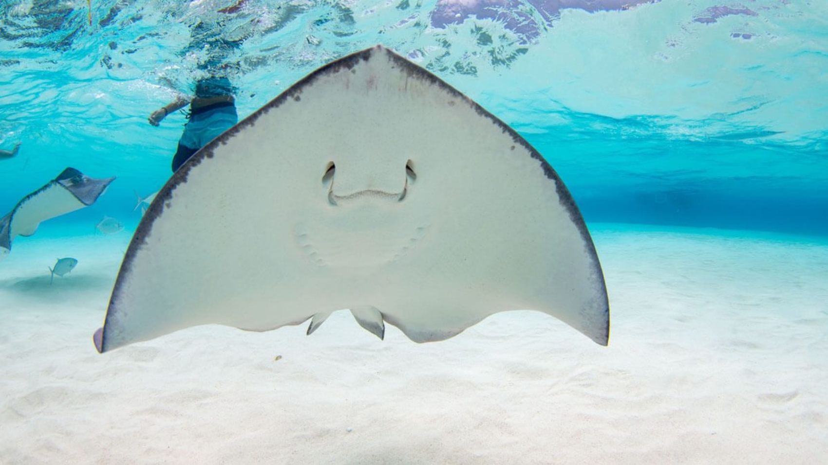 Vibrant coral formations seen during a snorkeling tour